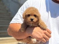 Sağlık Ve Irk Garantili Kore Maltipoo