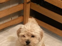 EVDEN BAKIMLI MALTESE TERRİERLER
