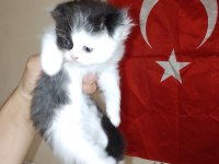 Scottish Fold Uzun Tüylü