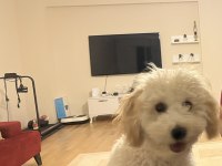 Maltipoo Köpeğimize Yeni Yuva Arıyoruz