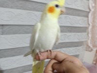 Sultan papağanı yavru 5 aylık