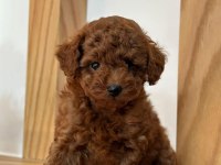 TÜY DÖKMEYEN ORJİNAL TOY POODLE