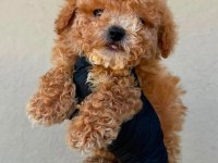 Toy Poodle Köpeği