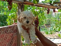 45 günlük dişi ve erkek maltipoo bebekler