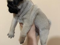 Muhteşem Pug Mops Bebekleri