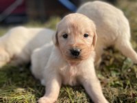 Golden retriever yavrular
