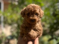 Red Brown Toy Poodle