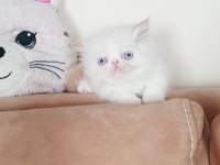 Exotic shorthair minnoşlar