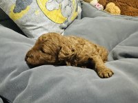 Gerçek Bir Toy Poodle