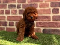 Tüy Dökmez Koku Yapmaz Toy Poodle