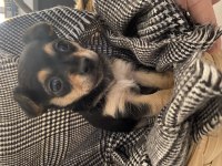 41 günlük dişi pinscher yavrular