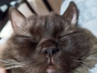 Nadir bulunan kedi türü chocolate british longhair