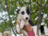 Yasal ruhsatlı çiftlikden border collie yavrular