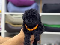 2 aylık siyah erkek maltipoo yavru