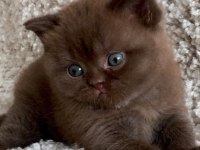 Dubai çikolatası tadında Chocolate British Shorthair 