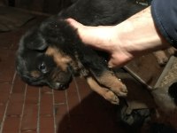 Rottweiler yavruları secereli