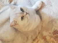 LOKUM HANIM MINNOŞ KEDİMİZ ACIL SAHİPLENDİRİLECEK