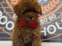 Miss Turkey Poodle Yavrularımız