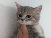 sevgi dolu oyuncu british shorthair