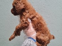 Toy Poodle bebekler Sun Kennels Üretim Çiftliği