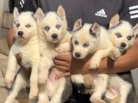 Muhteşem kalite husky yavrularımız