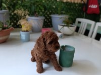 TEA CUP BOYUTLARDA POODLE BEBEKLERİMİZ