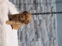 F1B GOLDENDOODLE YAVRULAR