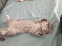 Güzellik abidesi british shorthair kedimiz