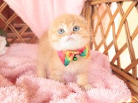 Scottish Fold Top Kafa Erkek
