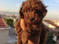 Toy Poodle Yavrular