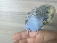 Bebek show muhabbet kuşu