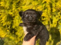 chihuahua yavruları şehir dışına gönderim sağlanır