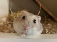 HAMSTER GONZALES YAVRULARIMIZ HERYERE GÖNDERİM
