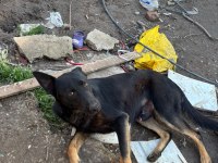 1.5 yaşında safkan malinois siyah köpeğimiz