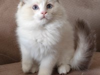 Secereli Ragdoll Yavrulari