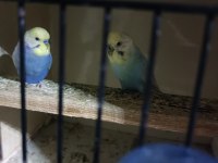 Yavru ve anaçlar mevcut