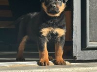 Efsanevi rottweiler yavrular dişi ve erkek