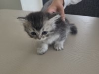 British shorthair yavrularımıza sıcak yuva arıyoruz