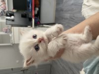Safkan british shorthair-longhair