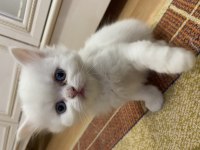 British Shorthair cinsi kedilerimi sahiplendiriyorum