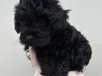 Siyah İnci Toy Poodle