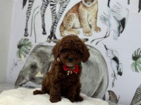Kore poodle bebeklerimiz hazır