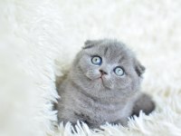 Safkan scottish fold