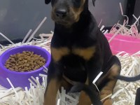 Aşılı Ve Aşısız Estetikli Veya Estetiksiz Doberman Bebekler