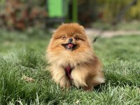 GERÇEK AYI SURAT KALİTELİ DİŞİ İSTEYENLERE POMERANİAN
