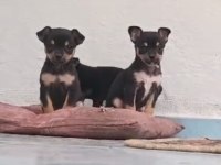 chihuahua