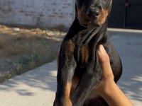 Doberman bebekler