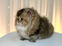 Show Class Ny25 British Longhair Prenses