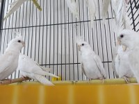 Albino kırmızı göz sultan papağanı
