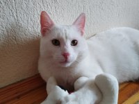 Erkek Kısır Ankara Kedisi
